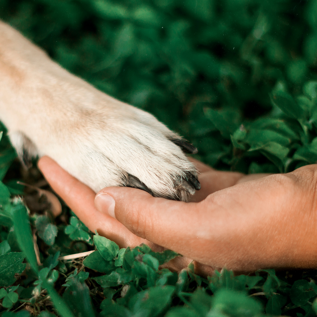 Dog Paw Anatomy Guide