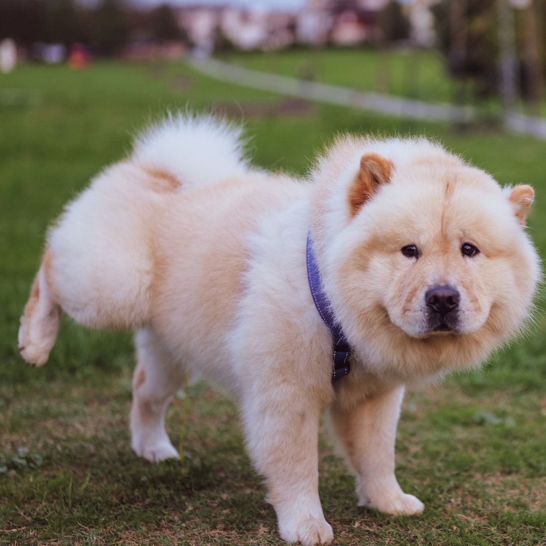 How Long Can Dogs Hold Their Pee