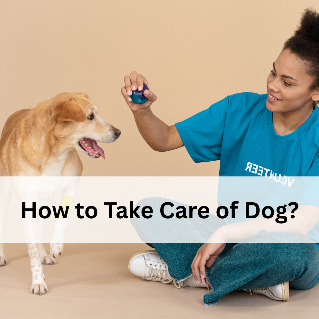 How to Take Care of a Dog: A Complete Beginner’s Guide