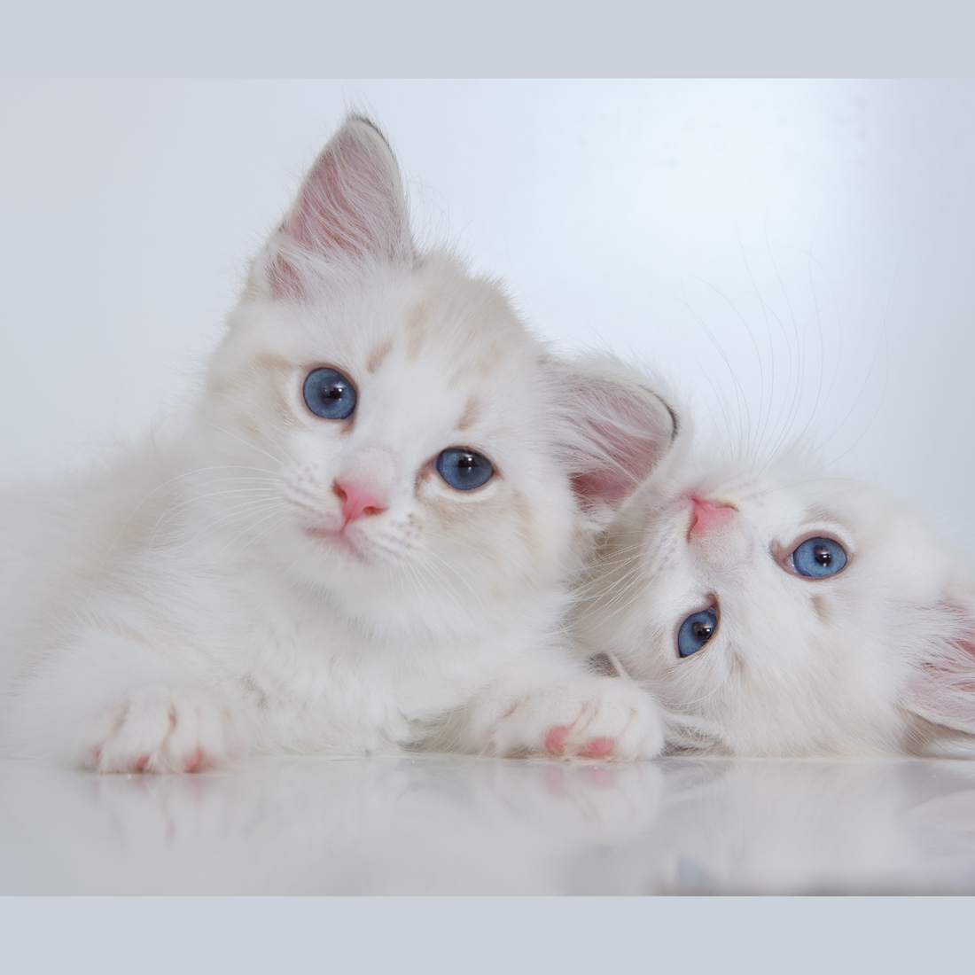 Top White Cat Breeds