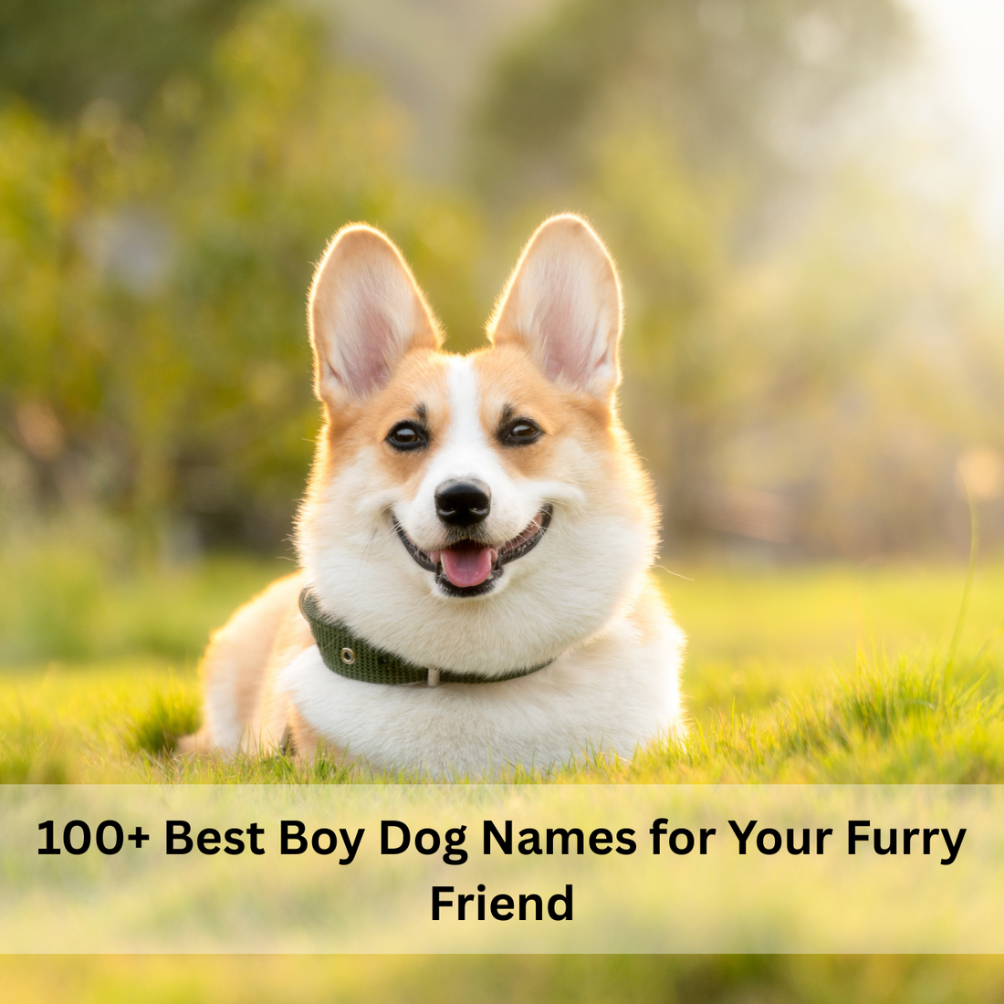 Boy Dog Names