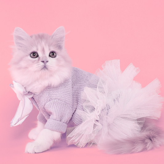 100+ Charming Girl Cat Names You'll Love