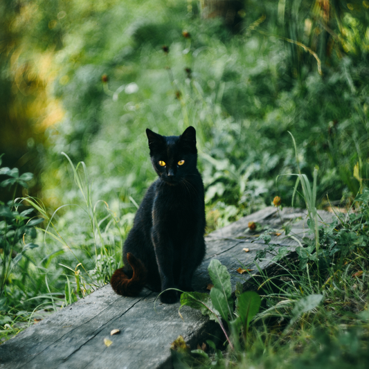 Understanding the Unique Personality Traits of Black Cats