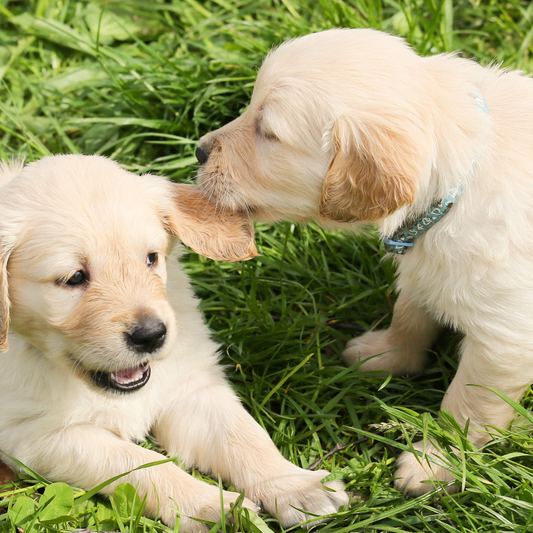 cute dog breeds