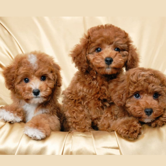 Best Hypoallergenic Dog Breeds for Every Lifestyle