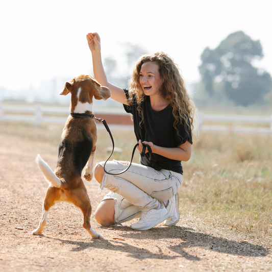 How to Train Puppy