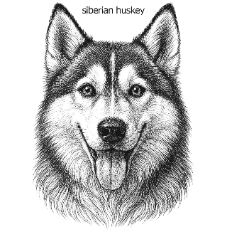Stray Define - Short-Sleeve Unisex Graphic T-Shirt