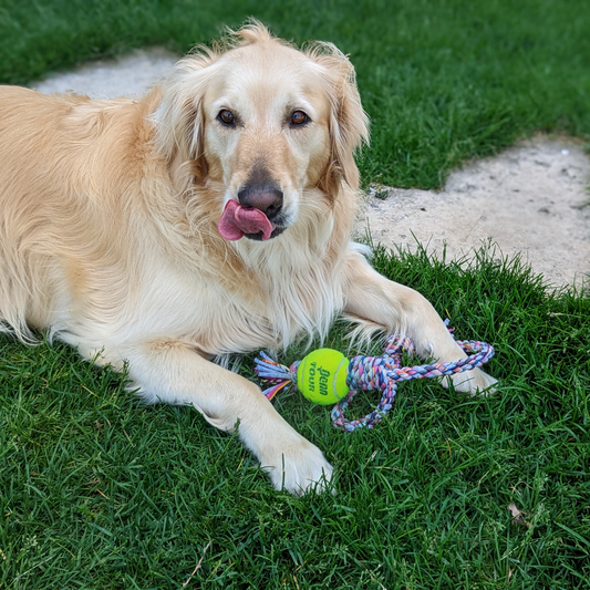 Loop/Barrel Tug Dog Toy with Recycled Tennis Ball