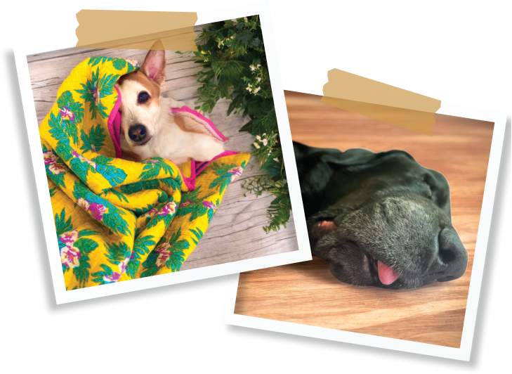 A cute dog wearing a colorful outfit