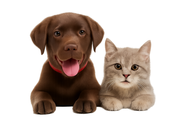My Spoilt Pet Cat Dog